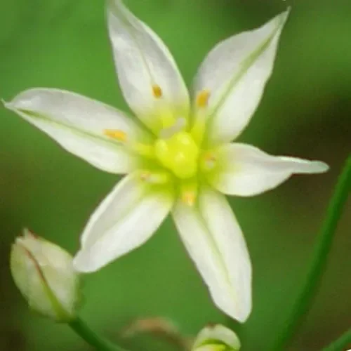 Allium Stipitatum ‚Mount Everest‘