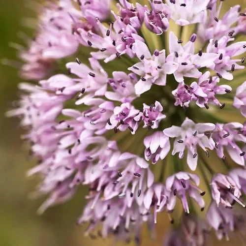 Allium Tanguticum