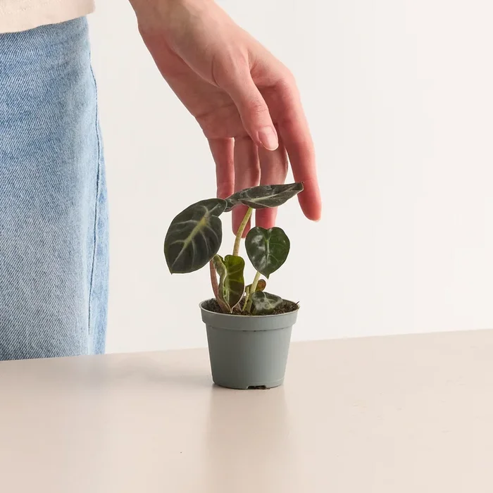 Alocasia ‚Baby‘