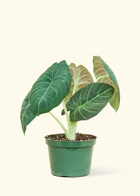 Alocasia ‚Grey Dragon‘, Medium