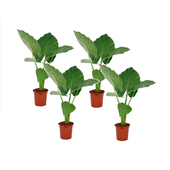 Alocasia ‚Macrorrhiza‘ – Set of 4 – Elephant Ear