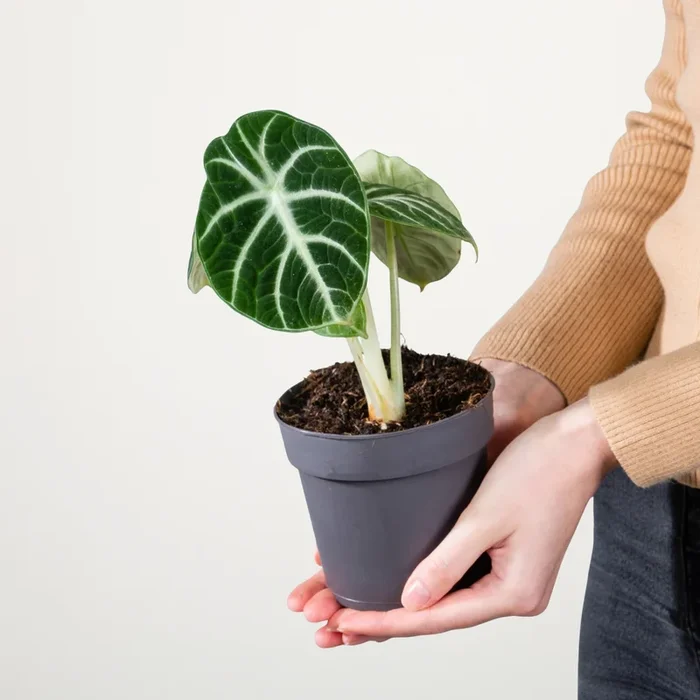 Alocasia ‚Ninja‘