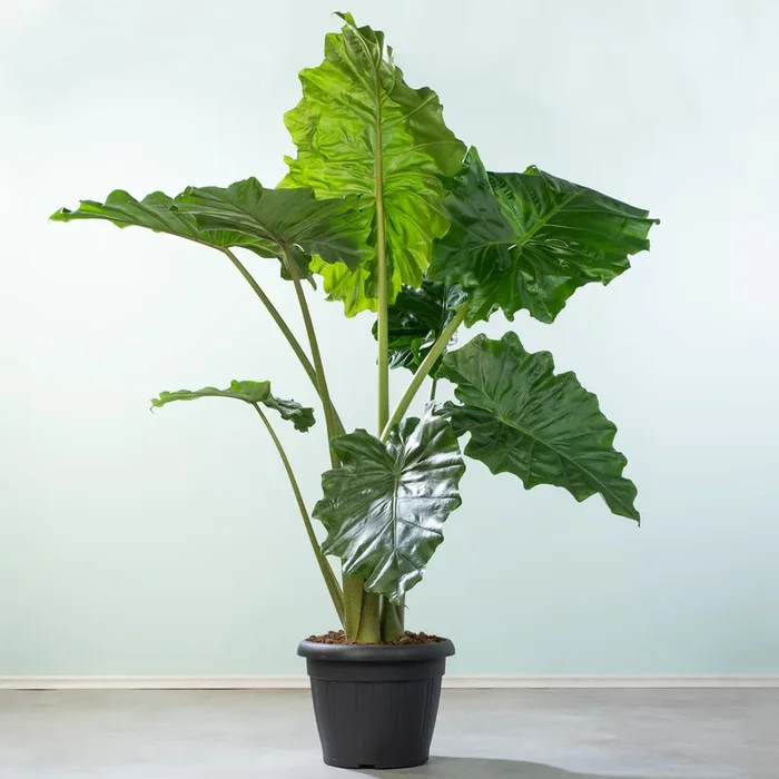 Alocasia ‚Portodora‘ XL