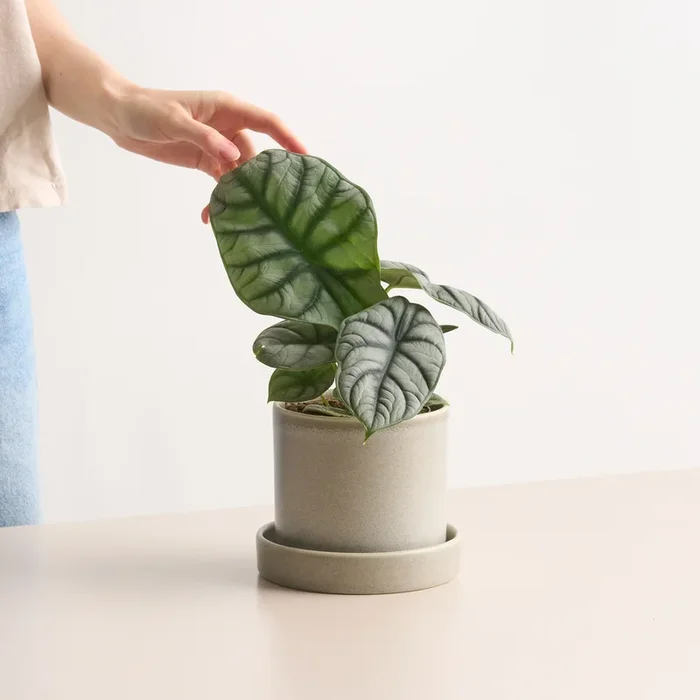 Alocasia ‚Silver Dragon‘ S