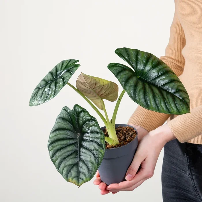 Alocasia ‚Silver Nebula‘
