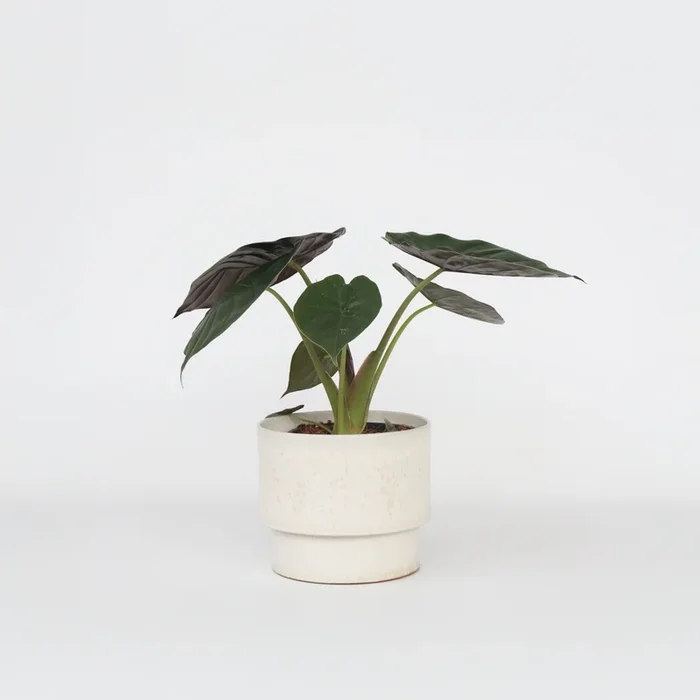 Alocasia ‚Wentii‘ – Elephant Ear