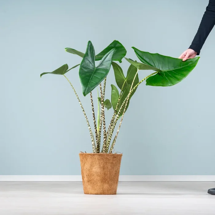 Alocasia ‚Zebrina‘ – plastikfrei L