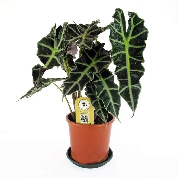 Alocasia amazonica „Polly“ Vase 17cm