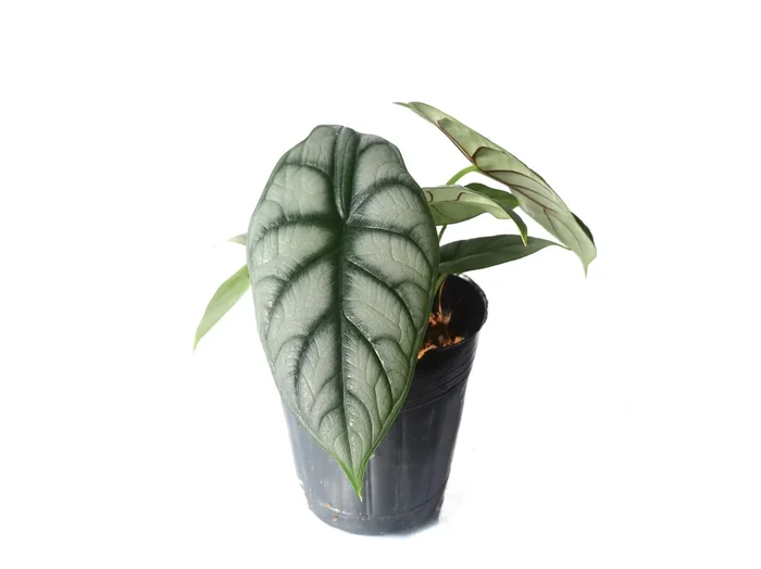 Alocasia baginda ‚Silver Dragon‘