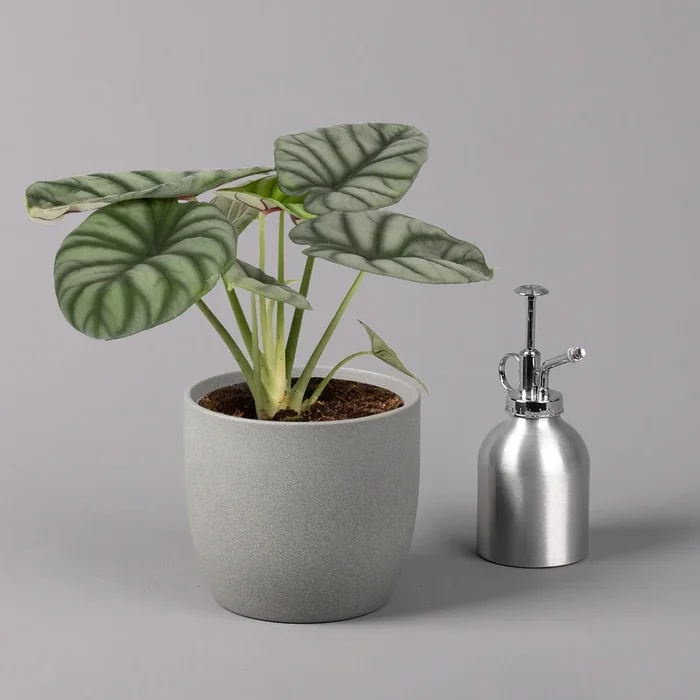 Alocasia baginda ‚Silver Dragon‘, Topf-Ø 14 cm, Höhe ca. 35 cm
