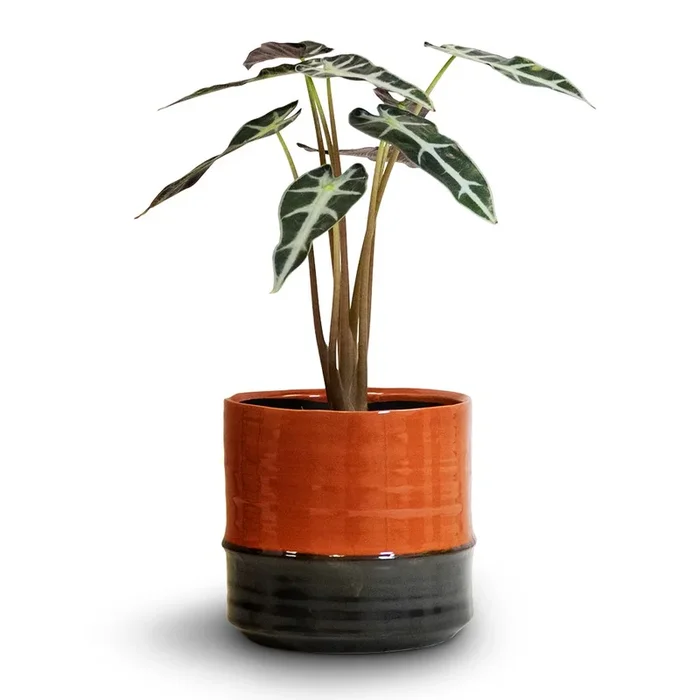 Alocasia Bambino Arrow – Jewel Alocasia