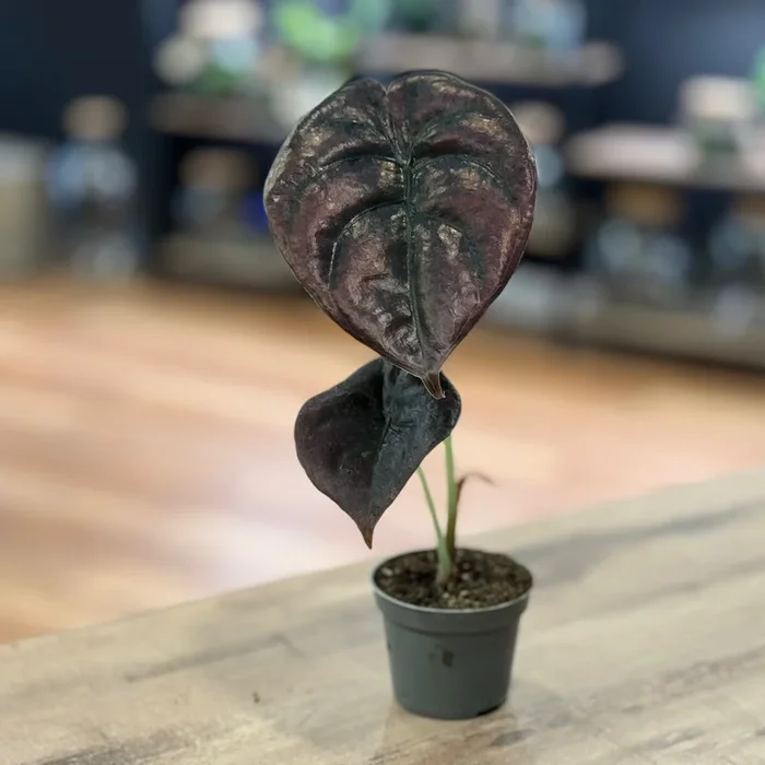 Alocasia cuprea ‚Red Secret‘ | Alokasie | Pfeilblatt | Tropenwurz