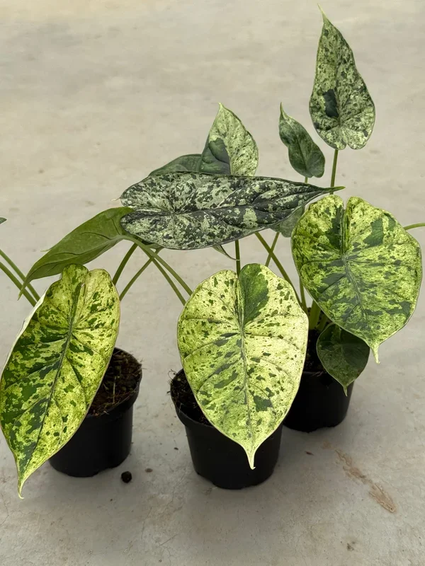 Alocasia Dragon Scale Mint