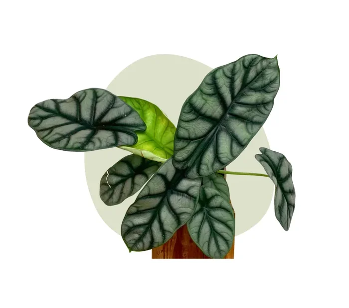 Alocasia Dragon Scale