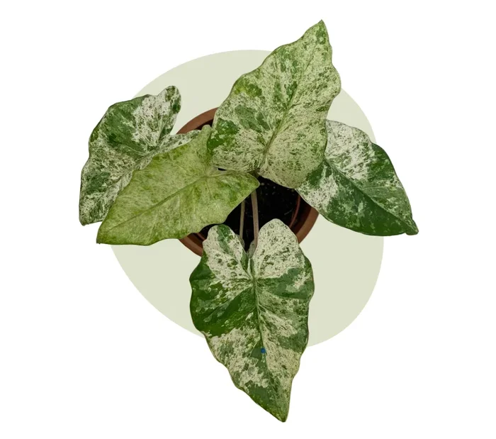 Alocasia Macrorrhiza Splash
