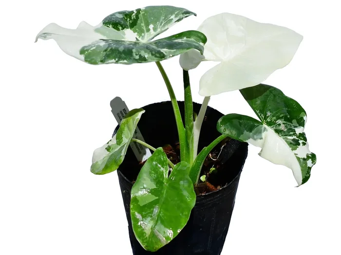 Alocasia macrorrhizos variegata