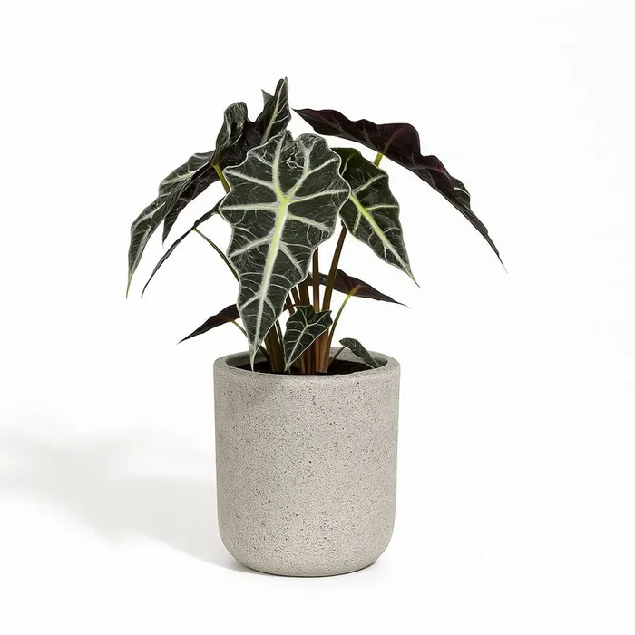 Alocasia Polly – 45cm