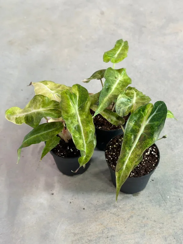 Alocasia Polly Aurea