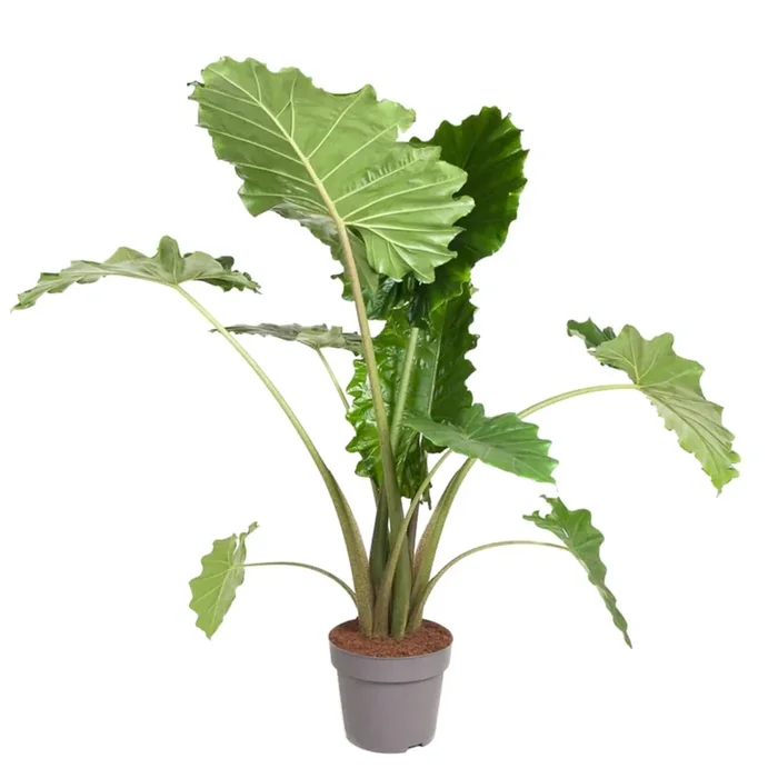 Alocasia Portodora – Elefantenohr