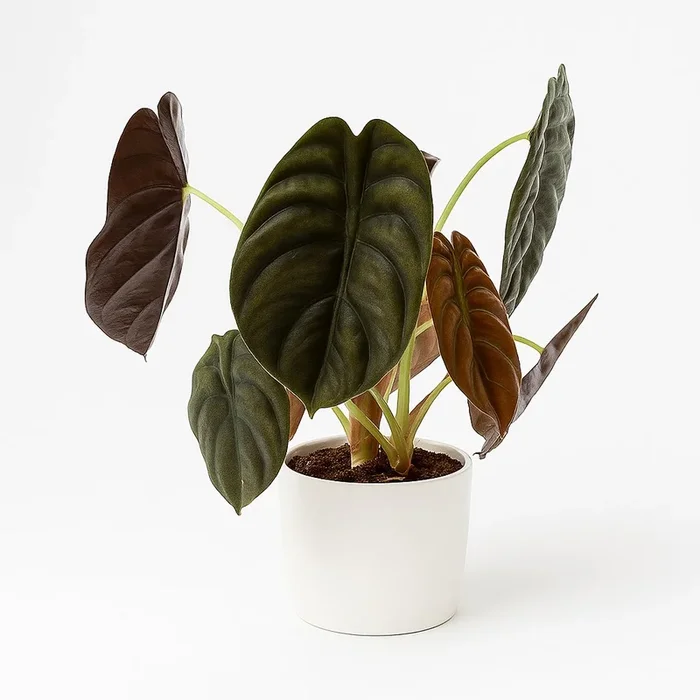 Alocasia Red Secret – 35cm