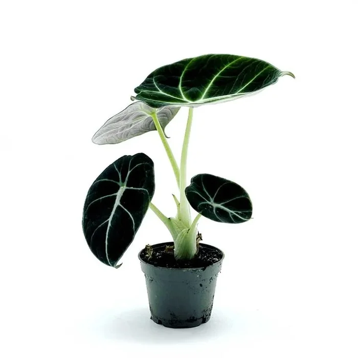 Alocasia reginula ‚Black Velvet‘ | Juwel Alokasie | Pfeilblatt | Tropenwurz