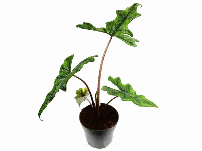 Alocasia tandurusa ‚Jacklyn‘ (12cm Topf)