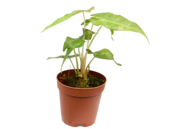 Alocasia X amazonica ‚Polly‘ Yellow variegated (11cm Topf)