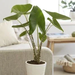 Alocasia Zebrina 17 cm