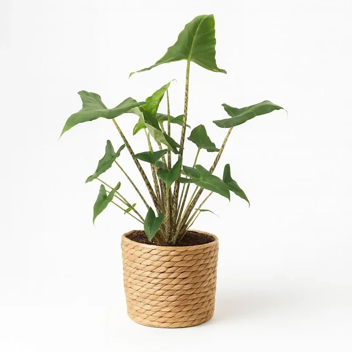 Alocasia Zebrina Siberian Tiger – 55cm