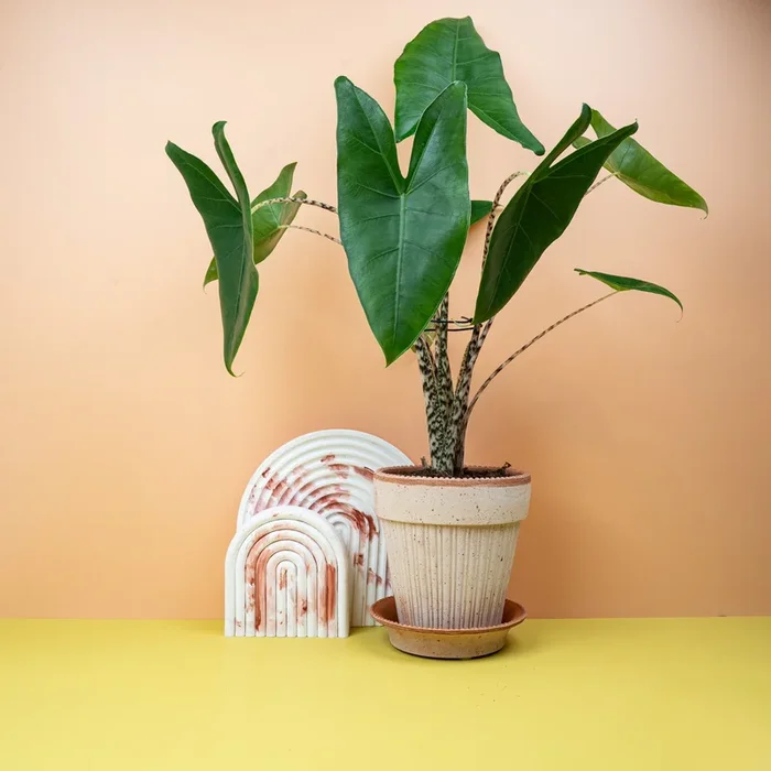 ALOCASIA ZEBRINA