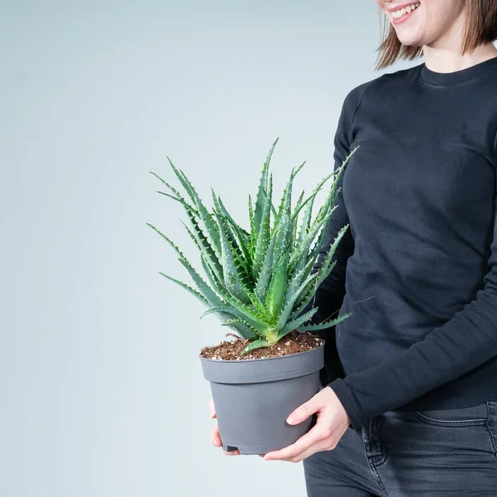 Aloe ‚Arborescens‘ M
