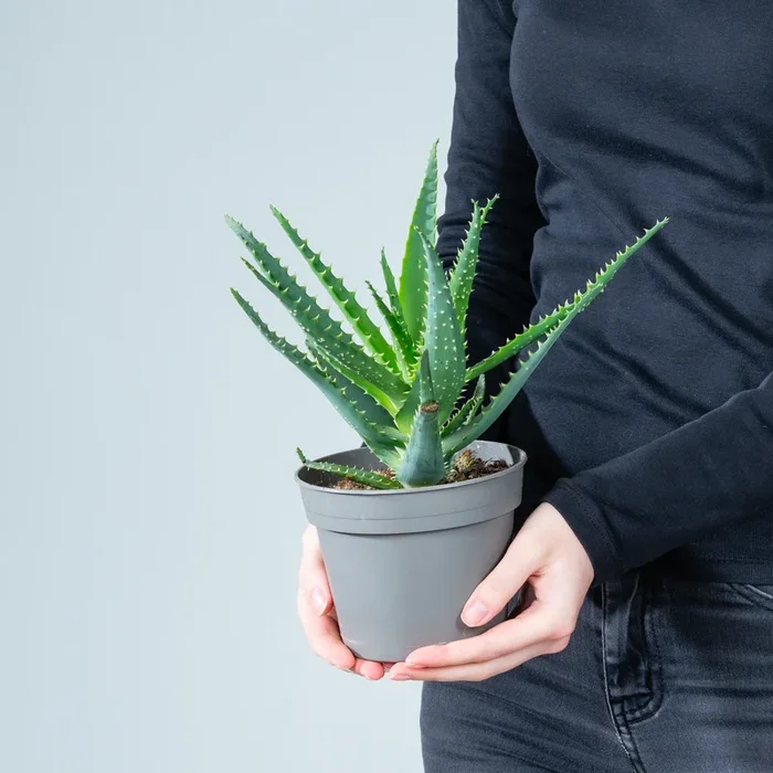 Aloe ‚Arborescens‘ S