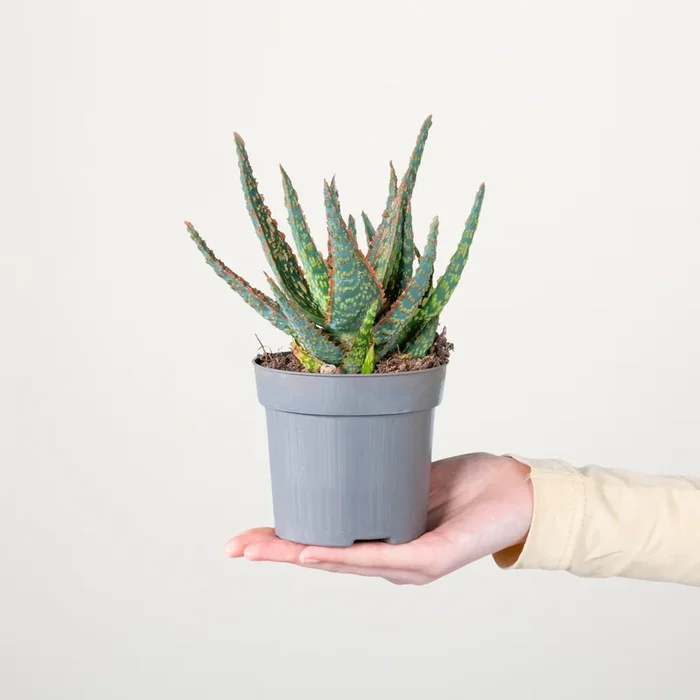 Aloe ‚Dannyz‘