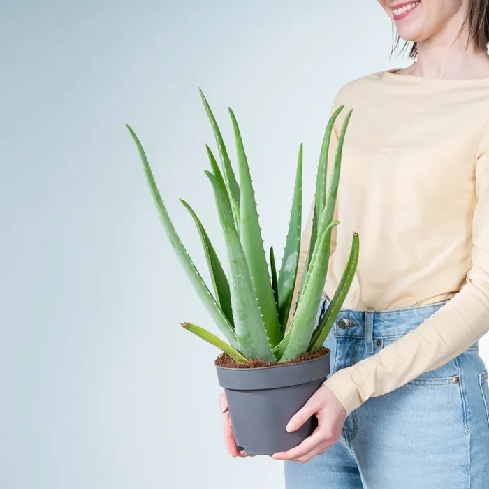 Aloe ‚Vera‘ L