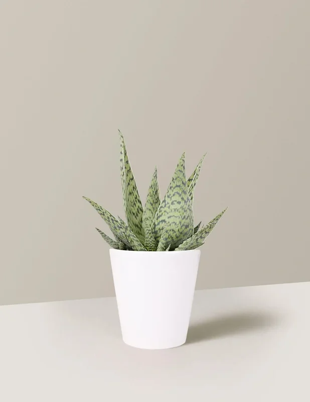 Aloe Delta Lights