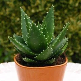 Aloe Mitriformis