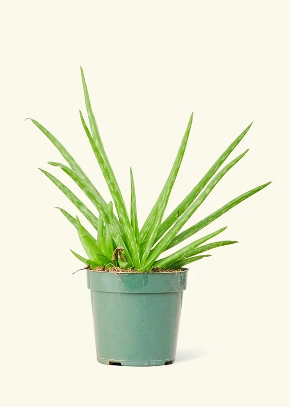 Aloe Vera, Small