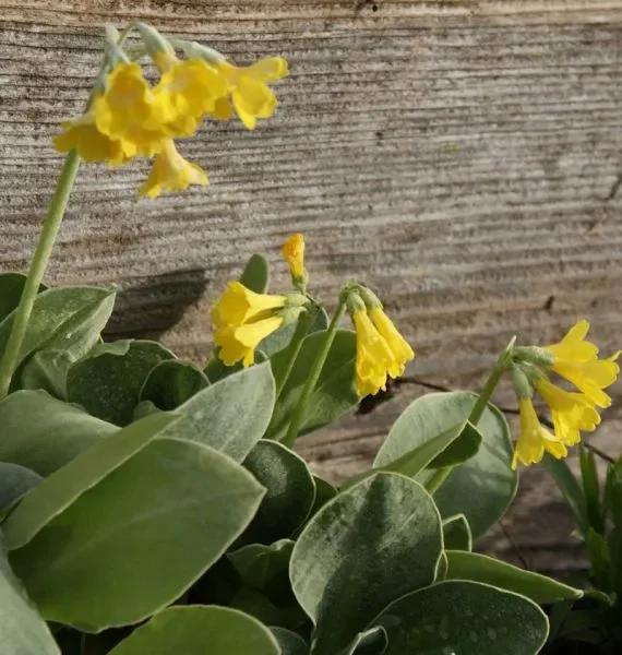 Alpen-Aurikel (Primula auricula) „Bio“