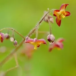 Alpen-Elfenblume (Epimedium alpinum)