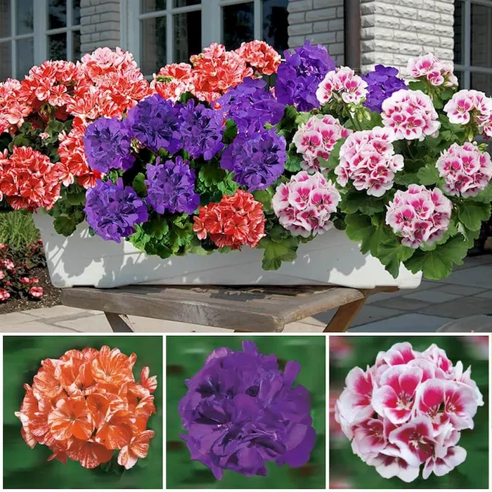 Alpen-Geranien Walsertal im Sparset Pelargonium – Bestellnummer 6608815