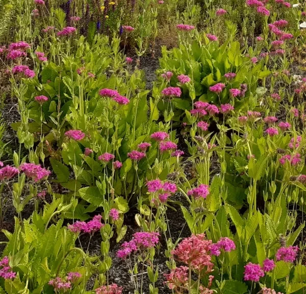 Alpen-Lichtnelke (Silene suecica; neu Viscaria alpina) „Bio“