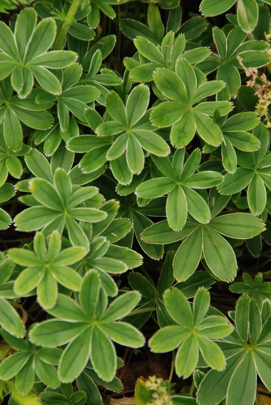 Alpenfrauenmantel – Alchemilla alpina