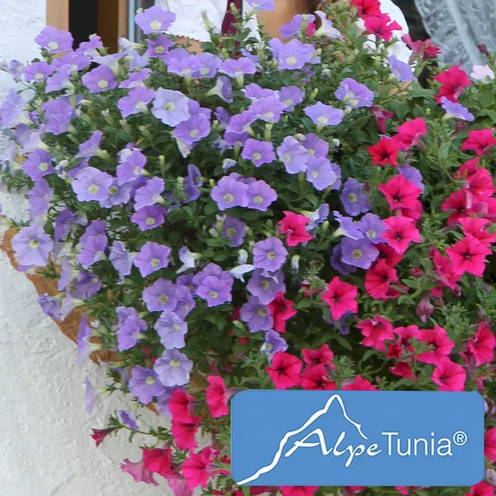 AlpeTunia® Light Blue Bestellnummer 6608469