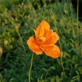 Altas-Mohn (Papaver rupifragum) Orange Feathers / Tangerine Parfait