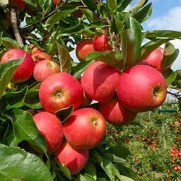Alte Apfelbaum Elstar