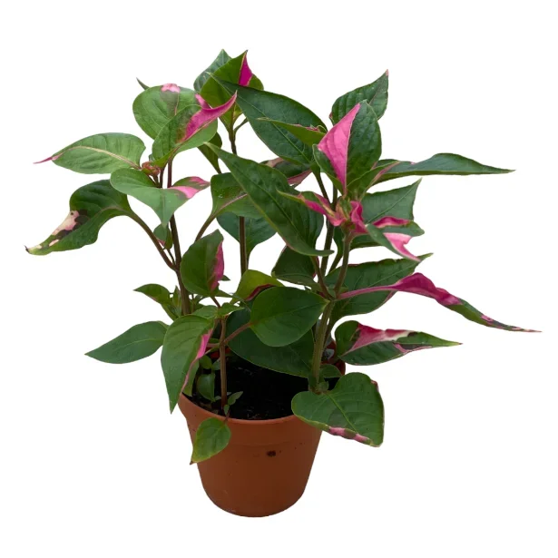 Alternanthera Ficoidea ‚Party Time‘ (0.2m)