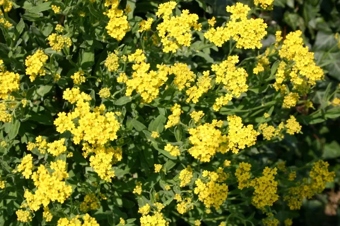 Alyssum montanum ‚Berggold‘ (Berg-Steinkraut)