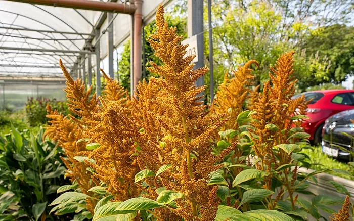 Amarant ‚Orange Giant‘ (Saatgut)