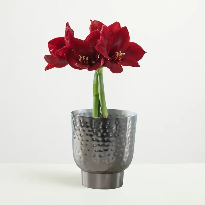Amaryllis ‚Dark Red‘