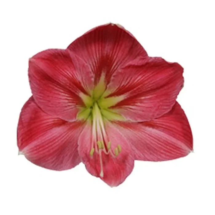 Amaryllis ‚Sweet Pink‘